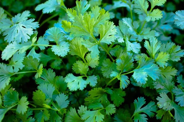 معرفی 20 نوع از سبزی های معطر برای سوپ ها 5 سبزی معطر گشنیز برای سوپ
