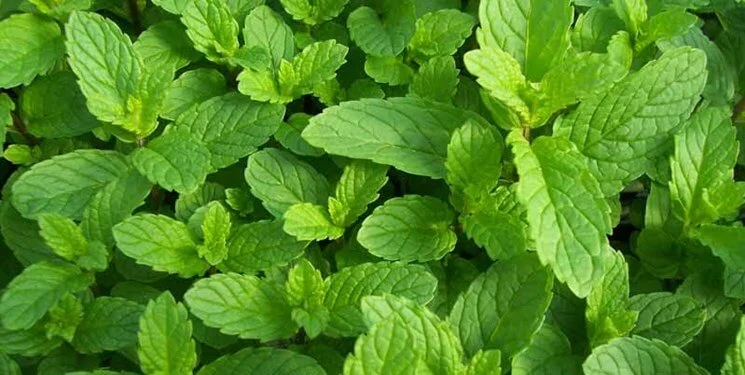 خواص گیاه پونه 1 خواص بسیار عالی پونه
