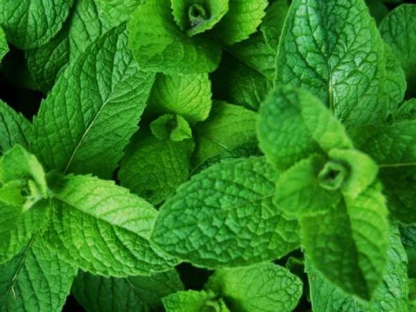Eigenschaften von Oregano