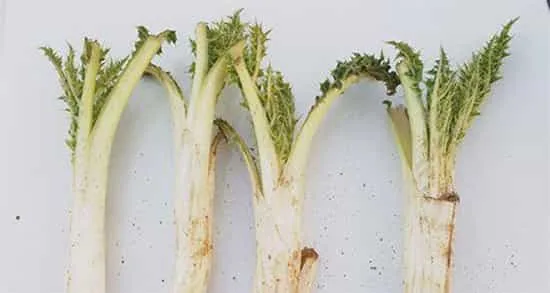 Properties of artichoke