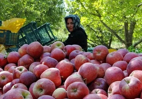 Types of local Azerbaijani foods (17 foods of East Azerbaijan Province) 18 High-quality food raw materials of East Azerbaijan Province