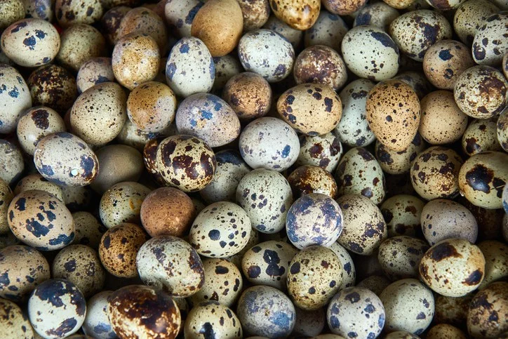 Bienfaits des œufs de caille : plus de 10 bienfaits 1 Bienfaits des œufs de caille