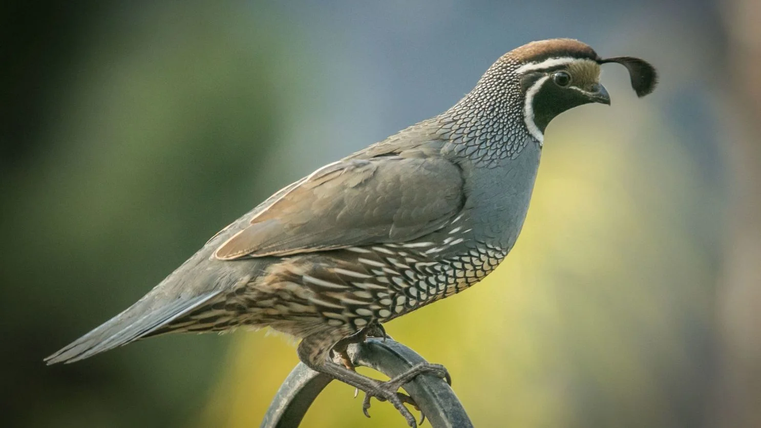 Bienfaits des œufs de caille : plus de 10 bienfaits 4 Bienfaits des œufs de caille