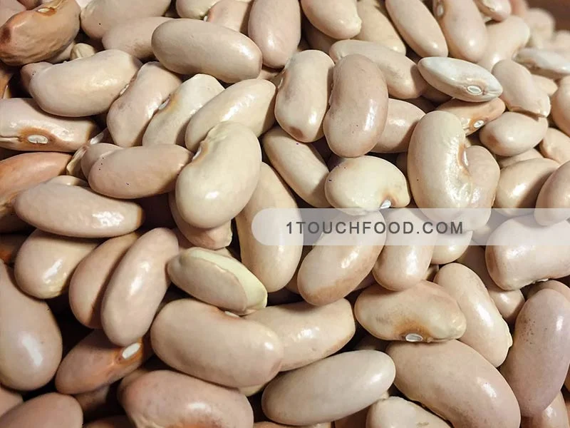 خواص حبوبات بهمراه 10 نکته حساس 7 لوبیا کشاورزی در خواص حبوبات