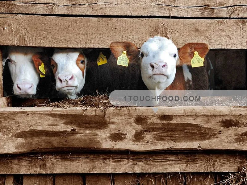Properties of veal or mutton