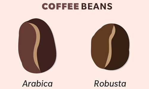 انواع قهوه از نظر دانه