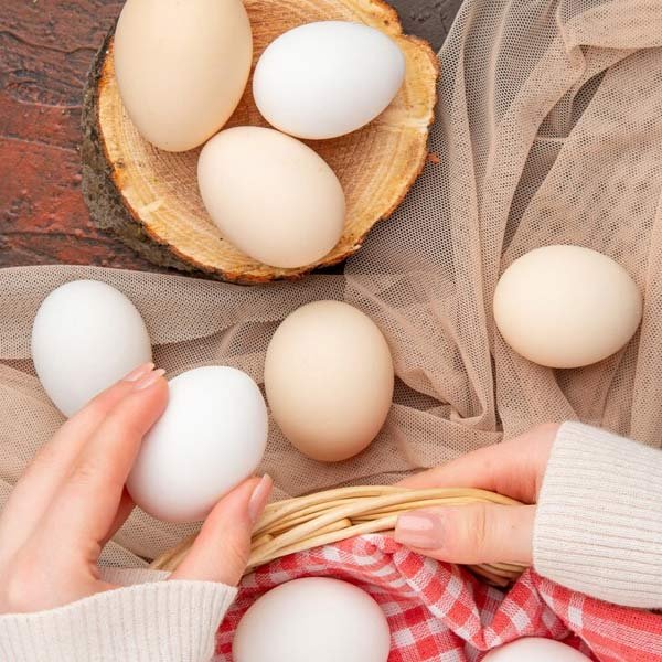 عوامل موثر بر ماندگاری تخم مرغ