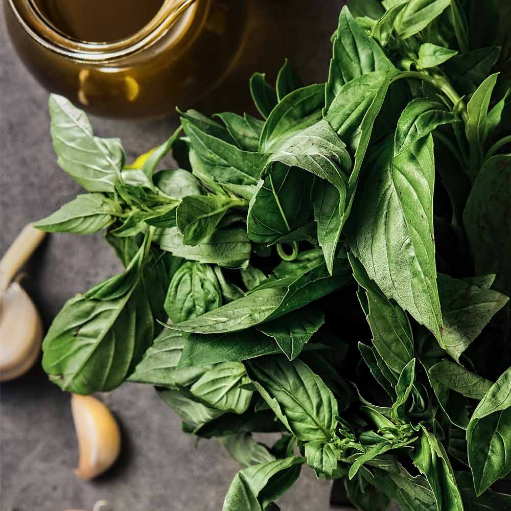 ریحان تازه برای خوش‌عطر کردن سوپ گوجه فرنگی