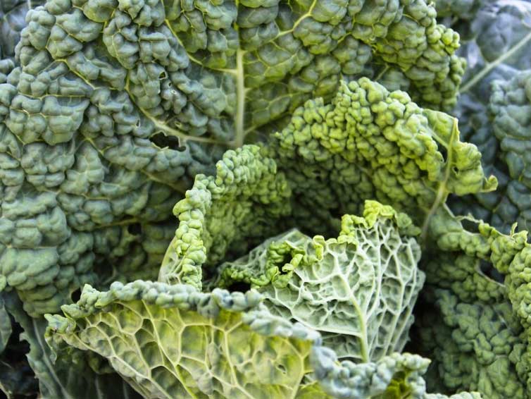 سبزیجات سلامت کبد! کدام سبزی ها برای کبد مفیدند؟ 5 سبزیجات سلامت کبد 4