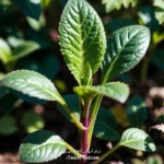 新西兰菠菜每100克热量和营养成分表 | 准确完整