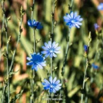 Chicory calories and nutritional value table per 100 grams | Accurate and complete