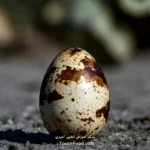 کالری تخم بلدرچین و جدول ارزش غذایی آن در 100 گرم | دقیق و کامل