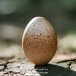 کالری تخم غاز و جدول ارزش غذایی آن در 100 گرم | دقیق و کامل