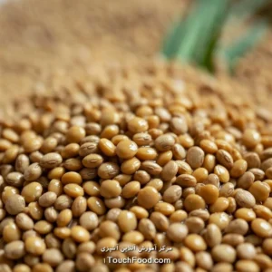 شاخص گلیسمی عدس - عدد GI و بررسی کامل