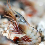 کالری میگو و جدول ارزش غذایی آن در 100 گرم | دقیق و کامل