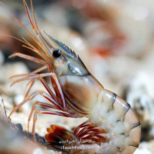 کالری میگو و جدول ارزش غذایی آن در 100 گرم | دقیق و کامل