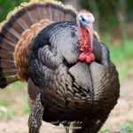 کالری بوقلمون و جدول ارزش غذایی آن در 100 گرم | دقیق و کامل