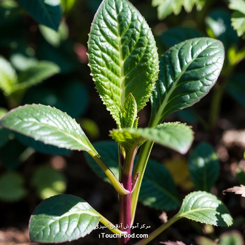 کالری اسفناج نیوزیلندی و جدول ارزش غذایی آن در 100 گرم | دقیق و کامل