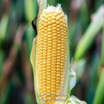 کالری ذرت و جدول ارزش غذایی آن در 100 گرم دقیق و کامل