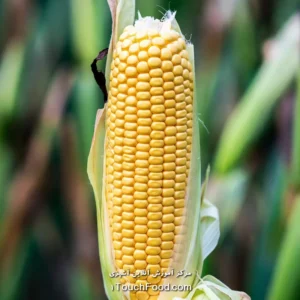 کالری ذرت و جدول ارزش غذایی آن در 100 گرم دقیق و کامل