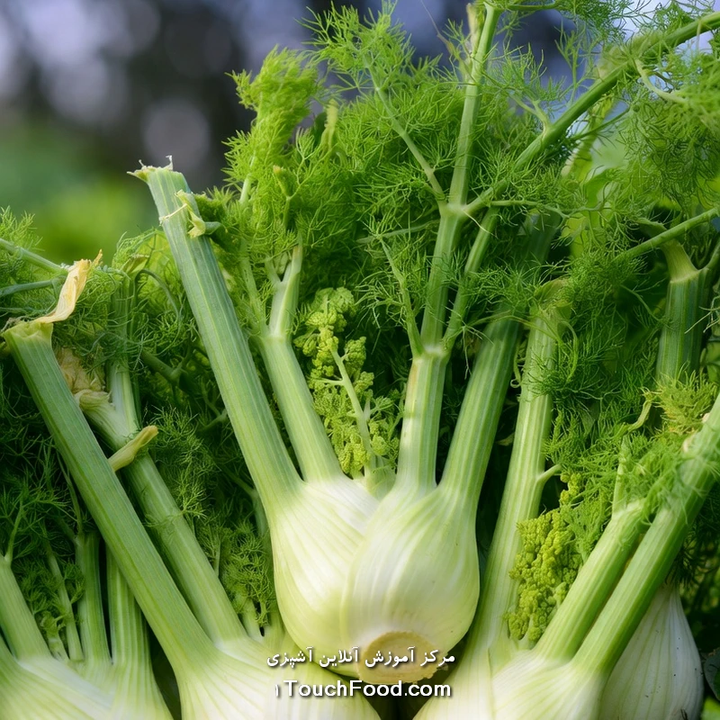 کالری رازیانه و جدول ارزش غذایی آن در 100 گرم دقیق و کامل