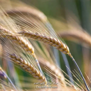 کالری گندم و جدول ارزش غذایی آن در 100 گرم دقیق و کامل